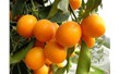 蜜餞金桔
